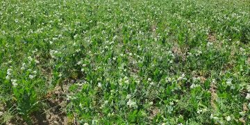 کشت نخود علوفه‌ای در دیمزارها تولید علوفه را بهبود می‌بخشد