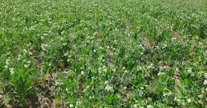 کشت نخود علوفه‌ای در دیمزارها تولید علوفه را بهبود می‌بخشد
