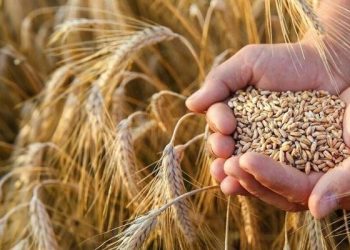 خرید تضمینی گندم از یک میلیون تن گذشت