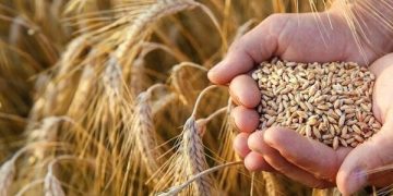 خرید تضمینی گندم از یک میلیون تن گذشت
