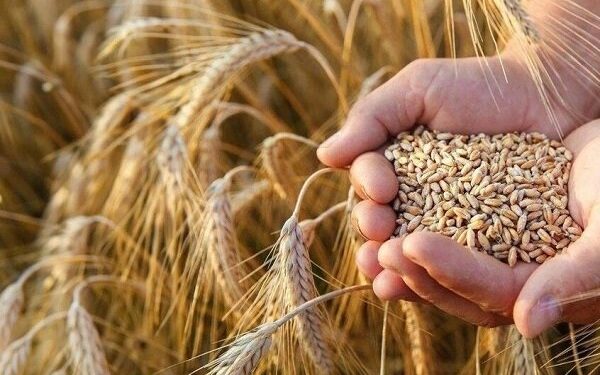 خرید تضمینی گندم از یک میلیون تن گذشت