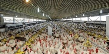 کمبود جوجهریزی گره اصلی مرغداریهای ایلام