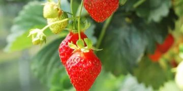 تولید سالیانه ۳۴۳ تُن توت‌فرنگی‌ گلخانه‌ای در همدان