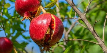 ترکیدگی انار، دومین تهدید بزرگ باغات
