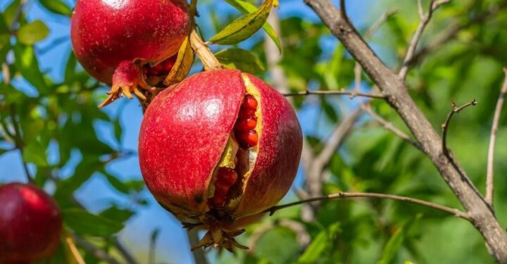 ترکیدگی انار، دومین تهدید بزرگ باغات