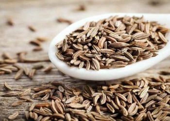 رئیس جهاد کشاورزی استان : زیره سبز، محور توسعه کشاورزی کم آب در خراسان جنوبی است
