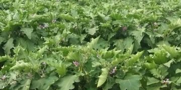 یک کارشناس:تناوب کشت با بقولات، حاصلخیزی خاک را افزایش میدهد