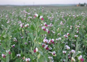 کامیاران در مسیر تبدیل شدن به قطب تولید بذر نخود علوفه‌ای کردستان