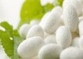 ایجاد درآمد قابل توجه برای نوغانداران خراسان شمالی از درون پیله های کرم ابریشم