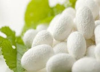 ایجاد درآمد قابل توجه برای نوغانداران خراسان شمالی از درون پیله های کرم ابریشم