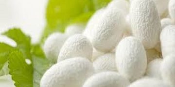 ایجاد درآمد قابل توجه برای نوغانداران خراسان شمالی از درون پیله های کرم ابریشم