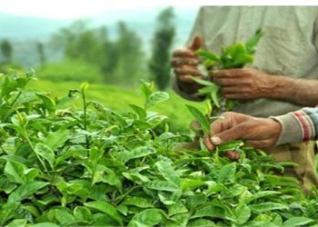 ۱۵ هزارتن برگ سبز چای خریداری شد