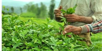۱۵ هزارتن برگ سبز چای خریداری شد