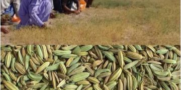 تولید سالانه ۱۳۹۳ تن زیره در خراسان شمالی