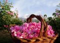 یک متخصص طب ایرانی: گل محمدی؛ گنجینه معتدلی که قلب و مغز را همزمان تقویت می‌کند