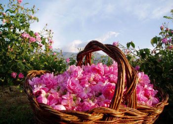 یک متخصص طب ایرانی: گل محمدی؛ گنجینه معتدلی که قلب و مغز را همزمان تقویت می‌کند