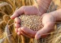 آغاز خرید تضمینی گندم در خراسان شمالی از ابتدای خرداد ماه