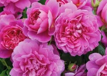 پیش بینی تولید ۱۵۱ تن گل محمدی در گیلان