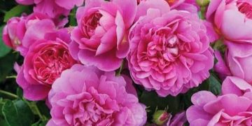 پیش بینی تولید ۱۵۱ تن گل محمدی در گیلان