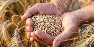آغاز خرید تضمینی گندم در خراسان شمالی از ابتدای خرداد ماه