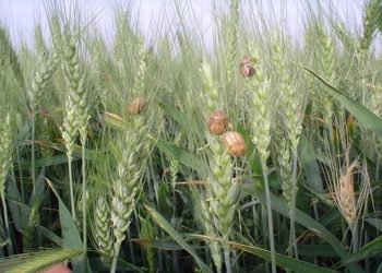سطح مبارزه علیه آفت سن گندم به ۲ میلیون و ۱۰۰ هزار هکتار رسید