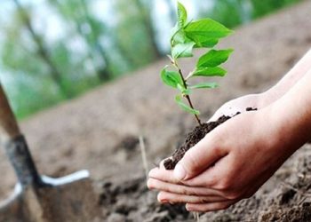 ۷۵ درصد طرح کاشت یک میلیارد درخت تا پایان برنامه محقق می شود
