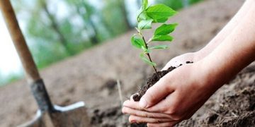۷۵ درصد طرح کاشت یک میلیارد درخت تا پایان برنامه محقق می شود