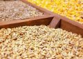 مشکلی در تامین نهادههای دامی نداریم