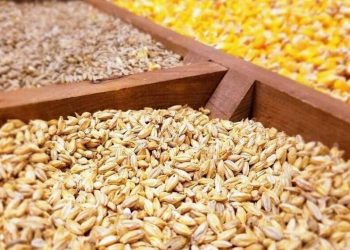 مشکلی در تامین نهادههای دامی نداریم