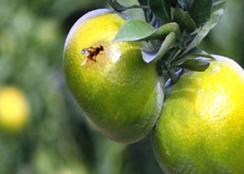 مگس میوه مدیترانه تهدید جدی باغات شمال
