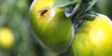 مگس میوه مدیترانه تهدید جدی باغات شمال