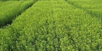 صندوق‌های حمایتی کشاورزی از تولید «گلرنگ» و «کاملینا» حمایت می‌کنند