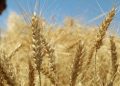 پرداخت تنها یکسوم مطالبات گندمکاران؛ لزوم اصلاح تأمین منابع