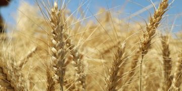 پرداخت تنها یک‌سوم مطالبات گندم‌کاران؛ لزوم اصلاح تأمین منابع