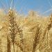 پرداخت تنها یکسوم مطالبات گندمکاران؛ لزوم اصلاح تأمین منابع