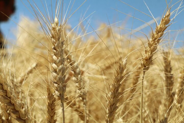 پرداخت تنها یکسوم مطالبات گندمکاران؛ لزوم اصلاح تأمین منابع