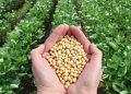 بذر اصلاح شده از ارکان تاب آوری کشاورزی/ کاربرد بذرهای خودمصرفی ، چالش فرهنگی و ساختاری