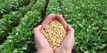 بذر اصلاح شده از ارکان تاب آوری کشاورزی/ کاربرد بذرهای خودمصرفی ، چالش فرهنگی و ساختاری
