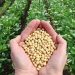 بذر اصلاح شده از ارکان تاب آوری کشاورزی/ کاربرد بذرهای خودمصرفی ، چالش فرهنگی و ساختاری