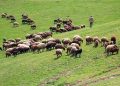 افزایش دام های عشایری خراسان شمالی/۲۲ درصد مراتع ممیزی استان متعلق به عشایر است