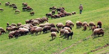 افزایش دام های عشایری خراسان شمالی/۲۲ درصد مراتع ممیزی استان متعلق به عشایر است