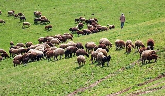افزایش دام های عشایری خراسان شمالی/۲۲ درصد مراتع ممیزی استان متعلق به عشایر است