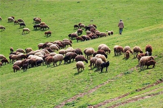 افزایش دام های عشایری خراسان شمالی/۲۲ درصد مراتع ممیزی استان متعلق به عشایر است