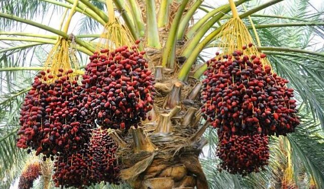 آغاز فصل برداشت خرما در هرمزگان