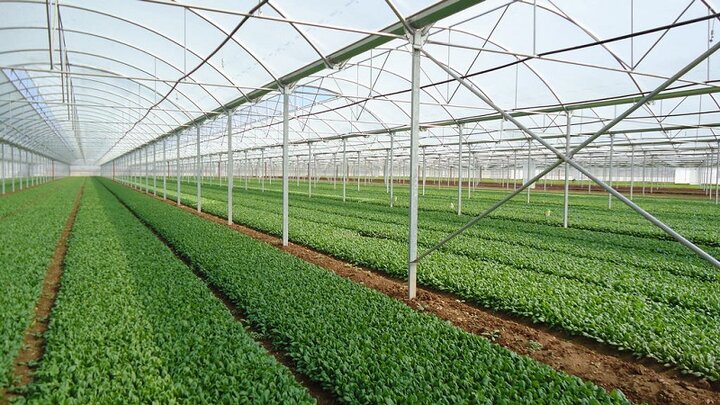 فعالیت ۲۴ هزار واحد گلخانهای در کشور/ مراکز بخش خصوصی دو برابر واحد های دولتی است