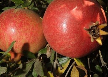 مدیریت تلفیقیآفات و بیماریهای انار ؛راهکار افزایش تولید و حفظ جایگاه صادراتی ایران