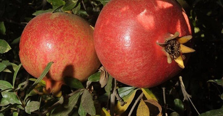 مدیریت تلفیقی‌آفات و بیماری‌های انار ؛راهکار افزایش تولید و حفظ جایگاه صادراتی ایران