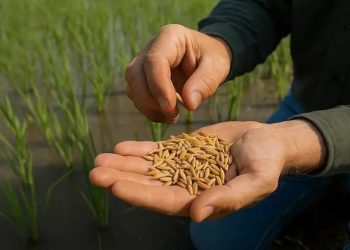 بذر گواهی‌شده برنج،  عملکرد و کیفیت محصول را افزایش می‌دهد