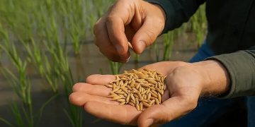 بذر گواهی‌شده برنج،  عملکرد و کیفیت محصول را افزایش می‌دهد
