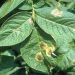 خطر شیوع بیماری سفیدک دروغین مزارع سیبزمینی اردبیل را تهدید میکند